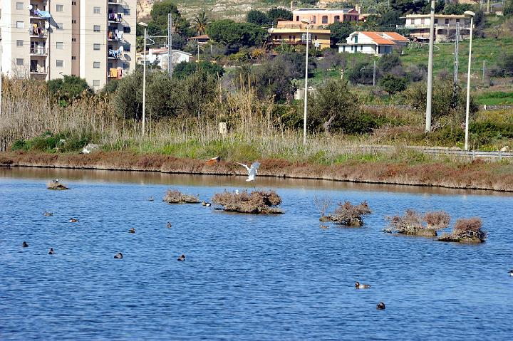 2Saline di Augusta 16.1.2011 (94).jpg